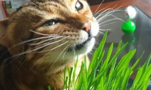猫草对猫有什么作用
