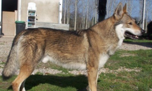 捷克狼犬一般有多高