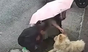 陌生宠物需警惕！女子路边逗狗遭撕咬满脸是血，警方已介入