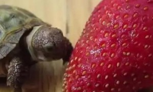 乌龟可以吃什么水果营养丰富