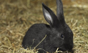 中华黑兔常见病和治疗方法