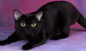 如何看小黑猫是不是孟买猫