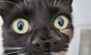 猫咪被丢弃，救下后发现它竟有两个鼻子，三个鼻孔，超罕见！