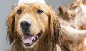 狗狗一般多久洗一次澡比较好