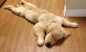 小狗不睡狗窝睡地板