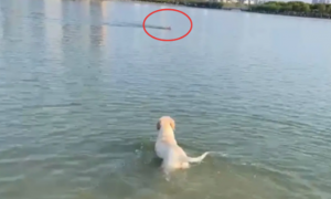 狗狗误以为游泳大爷溺水了，下湖去救他！结果误伤还赔了医药费！