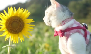 家里有猫可以养向日葵吗