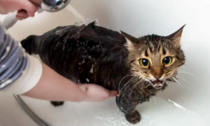 猫可以用什么洗澡