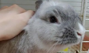 英国斑点兔耳朵起皮是怎么回事