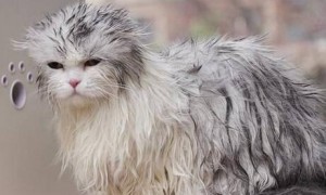 猫咪洗澡多少钱