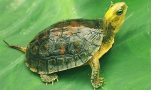 金头闭壳龟能活多少年
