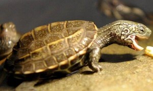 草龟是水龟还是半水龟