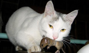 猫为什么吃老鼠