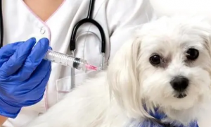 宠物狗需要打疫苗吗