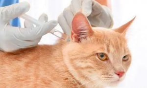 宠物猫需要打狂犬疫苗吗