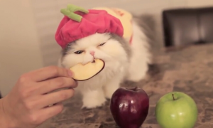 宠物猫能吃什么水果
