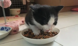 猫一直吃猫粮行吗