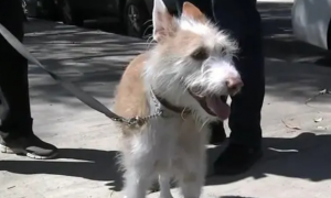美国一宠物狗在公园意外摄入毒品被送院 引发公园游客恐慌