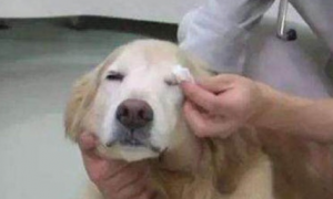 狗狗眼睛里有眼屎是怎么回事