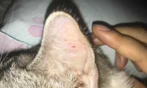 猫咪耳朵后面有结痂什么原因