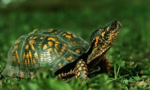 乌龟寿命最长可以达到多少年