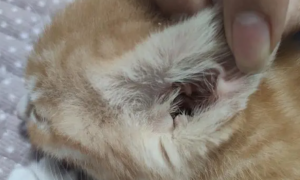 幼猫耳螨怎么清洁干净