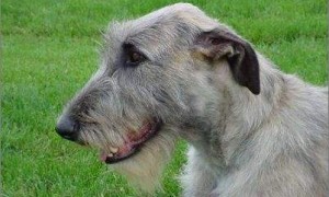 爱尔兰猎狼犬的毛色有几种