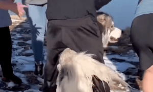 狗狗被困冰河，获救后转头去找救命恩人：谢谢你救我！