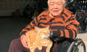 90岁的婆婆，喜欢抱着猫孙儿，这只14斤重的猫，脸皮不是一般厚