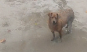 刚出生的小狗被水淹了，狗妈妈跑去店门口向人类求助