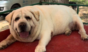 狗狗被主人养到了250斤，脸比头大一倍，太能吃了！