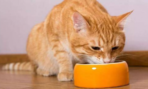猫不吃东西消瘦怎么办