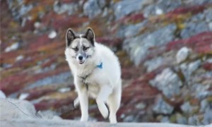 格陵兰犬生活习惯