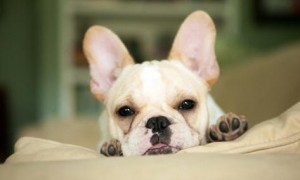 如何检查爱犬的耳朵