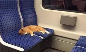 猫可以坐地铁吗