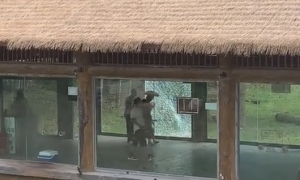 老虎拍碎玻璃游客逃窜?济南动物园回应：已赶回笼舍，暂不对外开放