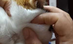 猫咪后颈部有个小硬块怎么处理