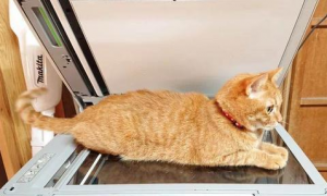 橘猫到复印机上取暖，刚好被扫描，肚肚神秘构造被人类看到啦