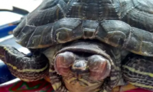 乌龟睁不开眼睛是什么问题