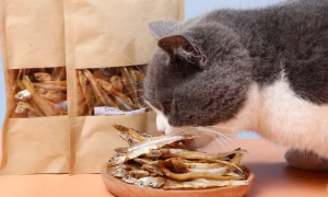 猫零食有哪些