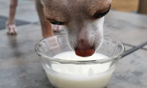 狗狗能喝牛奶吗