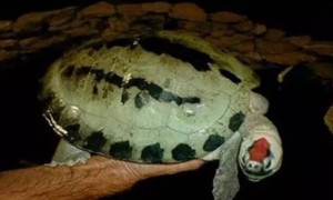 咸水泥彩龟雌雄如何辨别