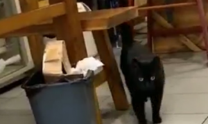 饭馆收养黑猫，猫咪每天跟顾客互动，猫：请叫我招财猫……
