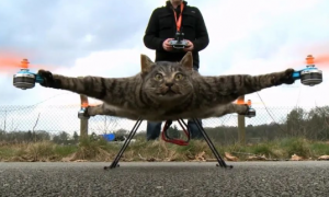 宠物猫咪刚死，却被主人做成无人机，改造后时速高达120km/h