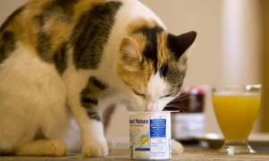 猫狗能喝酸奶吗
