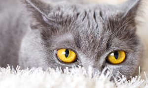 猫结膜炎用人的眼药水有用吗
