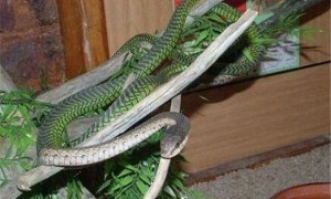 非洲树蛇是国家几级保护动物