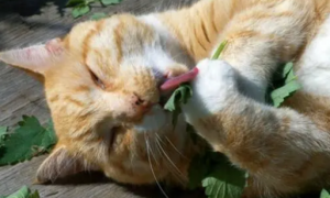 猫吃猫薄荷有害处吗为什么