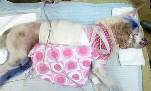 流浪狗被车撞后全身瘫痪，救命恩人用7年时间让它重新站起来！