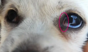 狗狗眼睛里有一层像膜一样的东西怎么办啊